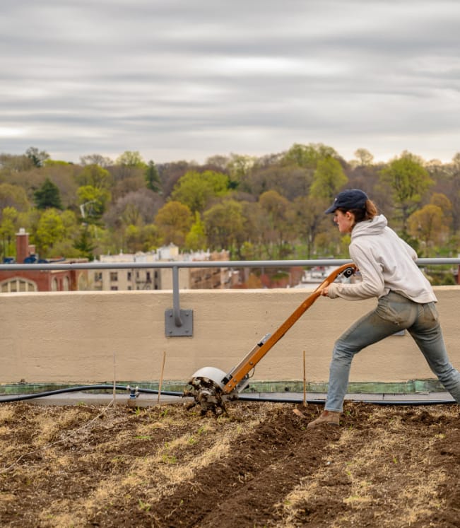 This image shows a woman tilling earth as part of a community garden.